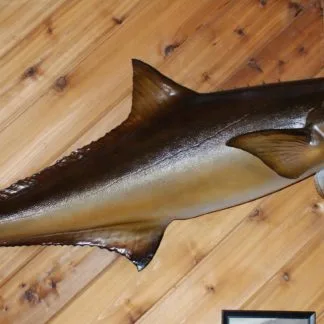 Cobia