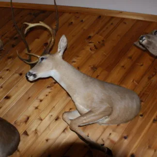 Half whitetail running