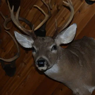 Whitetail Deer
