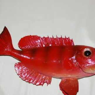 Bigeye