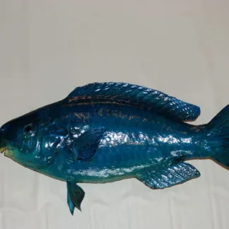 Blue Parrotfish