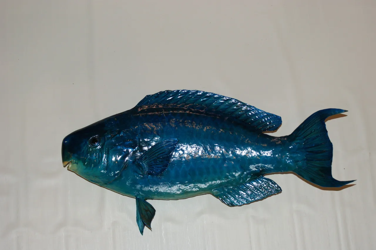 Blue Parrotfish