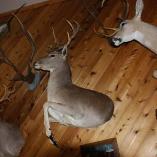 Fallow Deer Half Wall mount