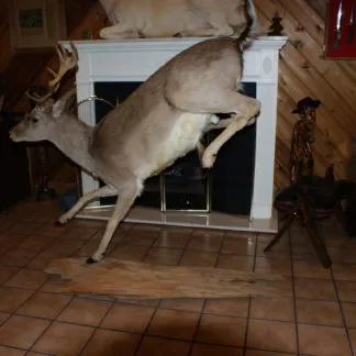 Fallow Deer Jumping whole mount