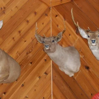 Chocolate Fallow Deer