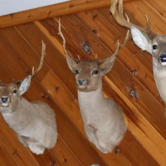 Chocolate Fallow Deer