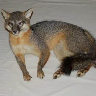 Gray Fox