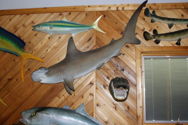 Hammerhead Shark Weise Taxidermy