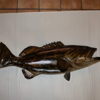 Black grouper