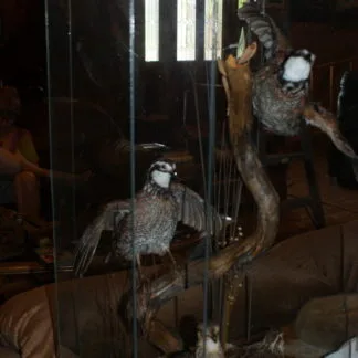Quail diorama