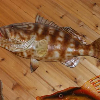 Nassau Grouper