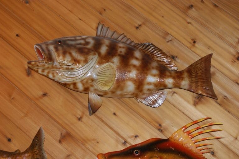 Nassau Grouper – Weise Taxidermy