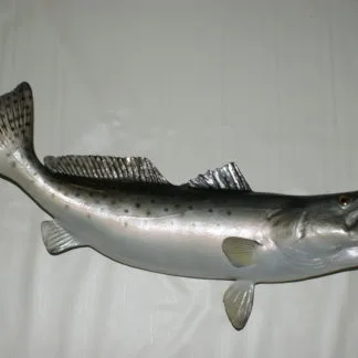 Sea Trout