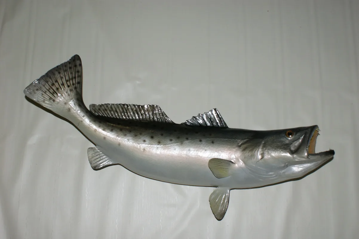 Sea Trout