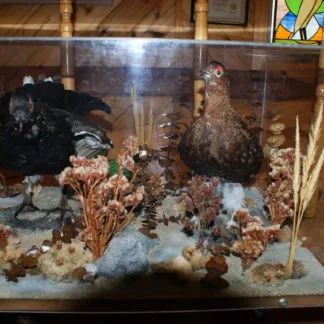Spruce Grouse diorama
