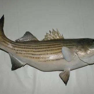 Striped Bass