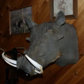 Wart Hog