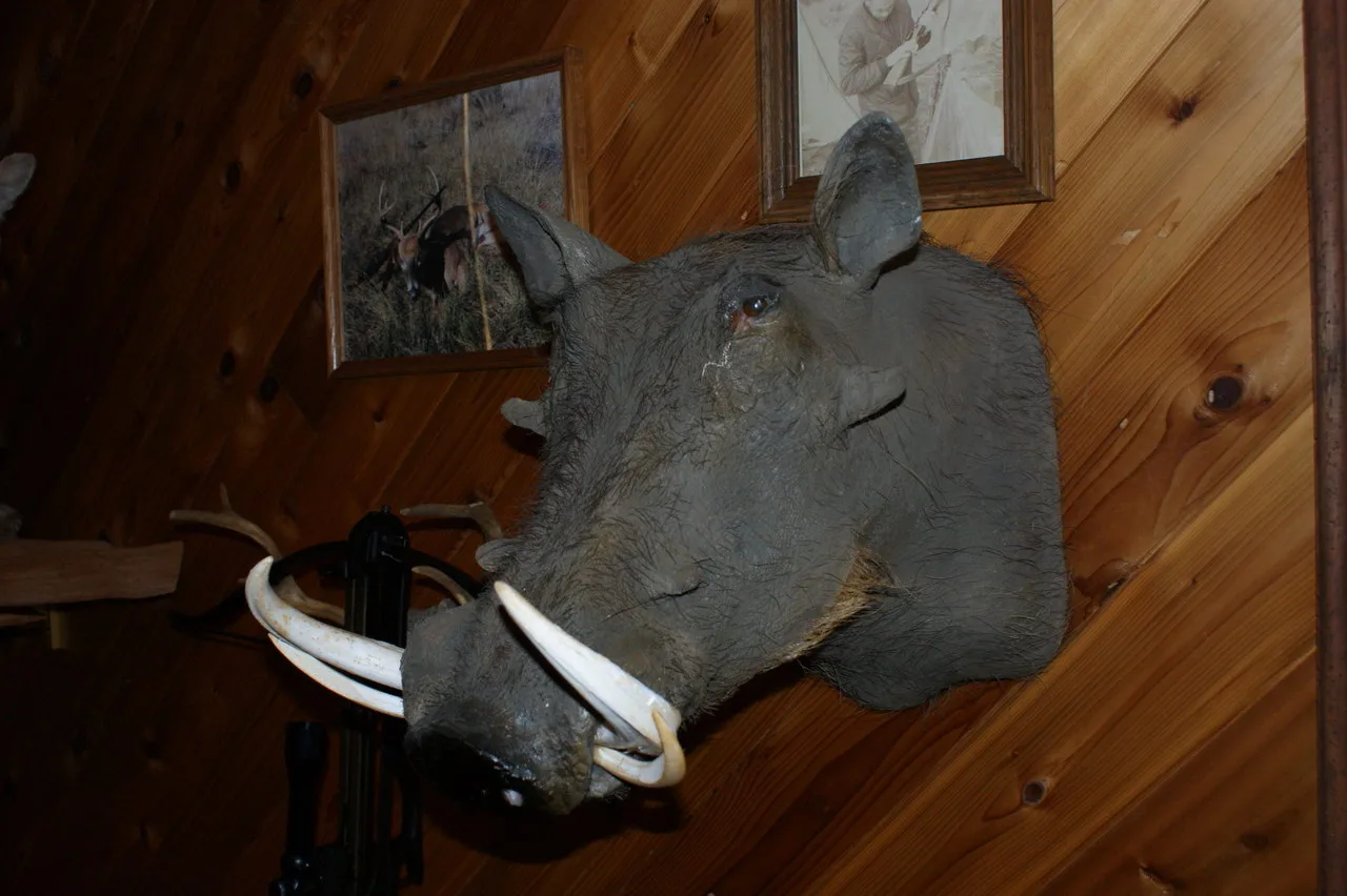 Wart Hog