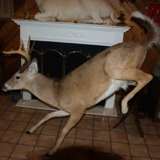 Whitetail Deer Jumping