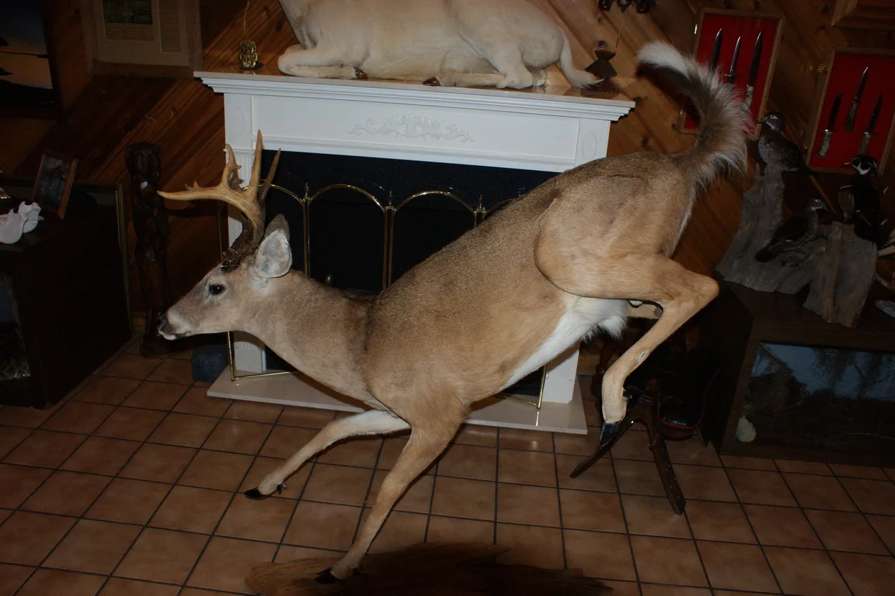 Whitetail Deer Jumping