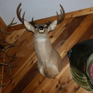 Whitetail shoulder mount